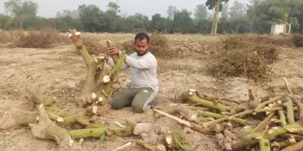 কৃষিতে পুরস্কারপ্রাপ্ত পারভেজের বাগানে হামলা, অর্ধকোটি টাকার ক্ষয়ক্ষতি